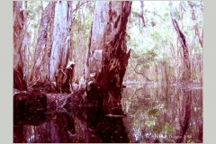 Melaleuca Giants