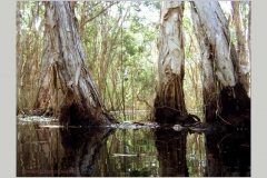 melalueca swamp