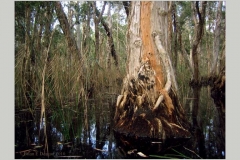 Stripped Bark